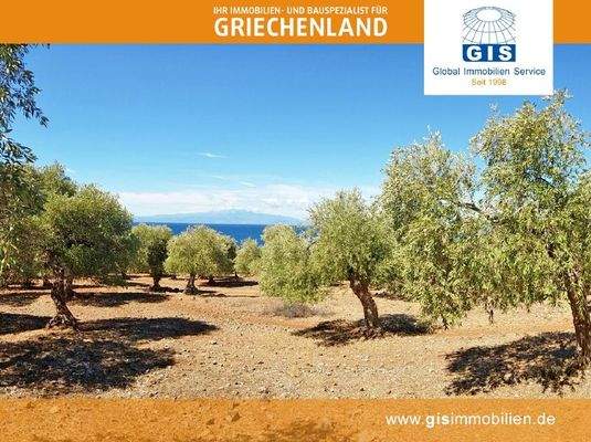 wunderschöne Olivenbäume