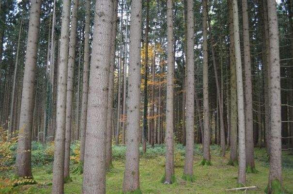 Blick in den Baumbestand