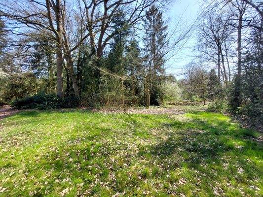 hinterer Gartenbereich - alter Baumbestand