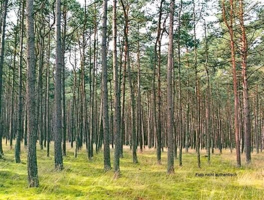 Wald - Foto ist beispielhaft