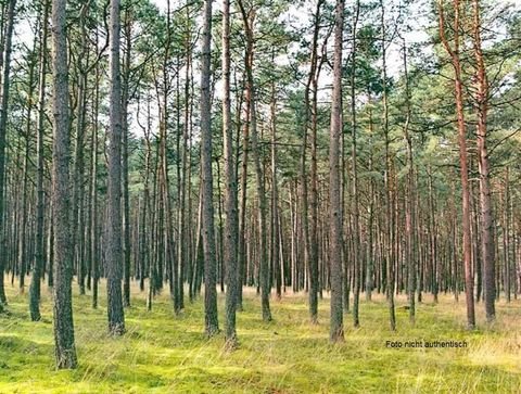 Uchte Bauernhöfe, Landwirtschaft, Uchte Forstwirtschaft