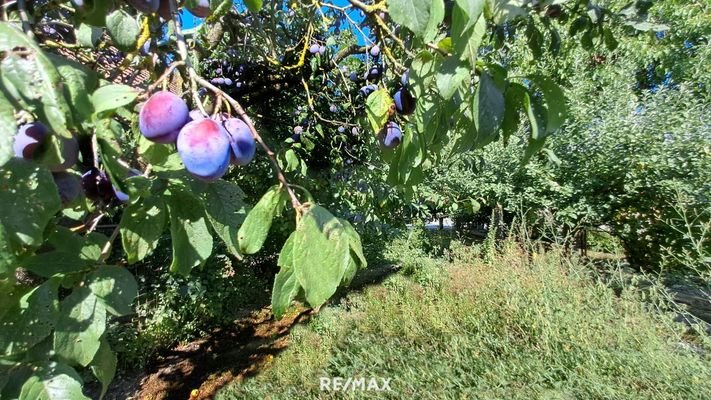 39 Obst- und Gemüsegarten südseitig