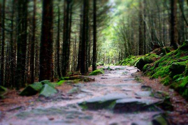 Schwarzwaldimpression