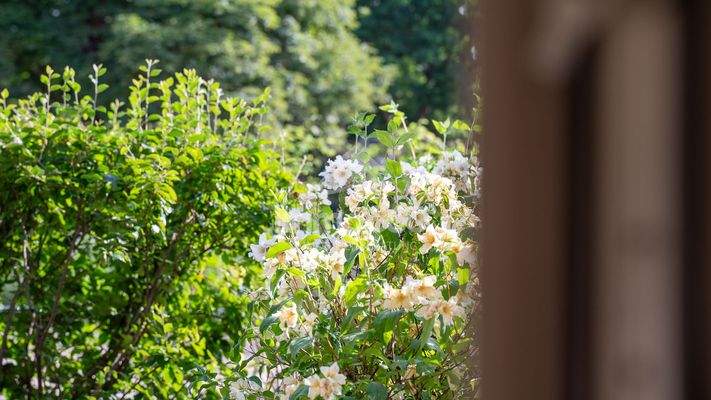 gepflegte Außenanlage