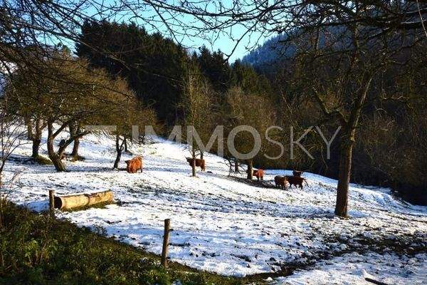 Obstgarten mit Rinderherde