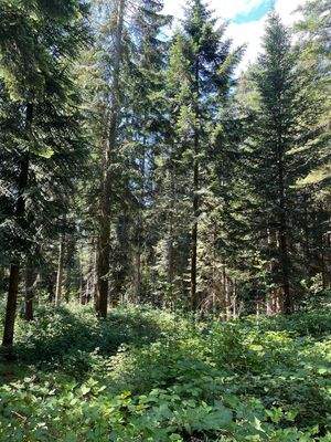 Küstentannen und Douglasien