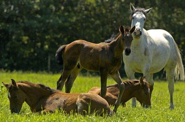 Weitläufige Koppelflächen