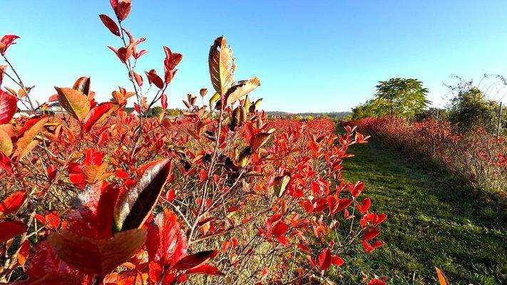 Aronia-Plantage
