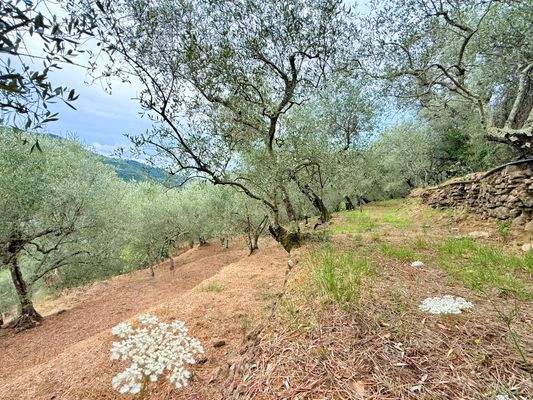 RO984_TERRA ITALIA IMMOBILIEN_REAL ESTATE_LAND_FOR