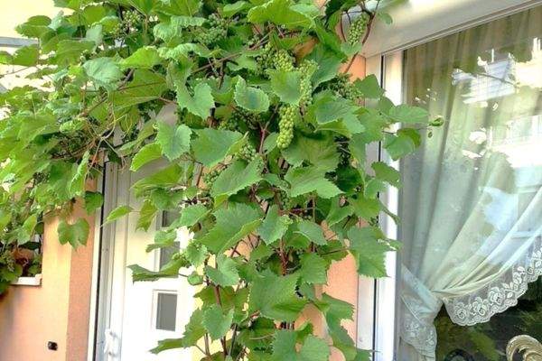 Impressionen Sommerzeit