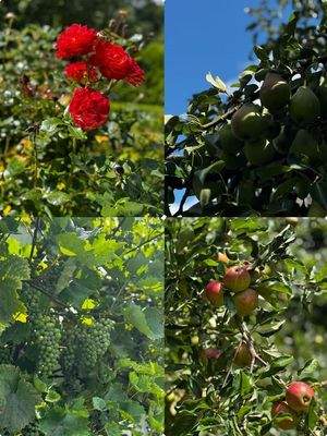 Gartenimpressionen .jpeg