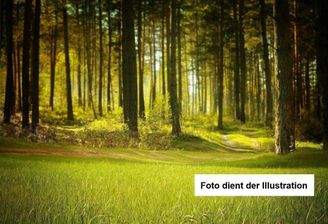 Waldgrundstück