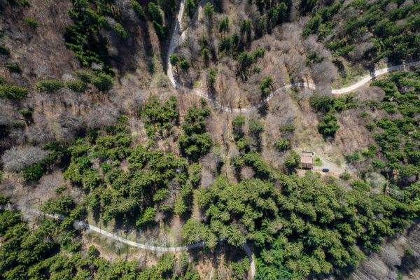 Grundstück / Waldbestand