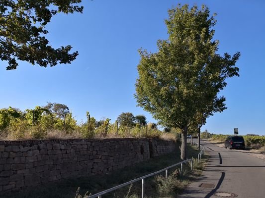 Straße direkt in die Weinberge.jpg