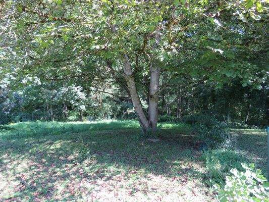 dazugehöriger Gartenanteil    