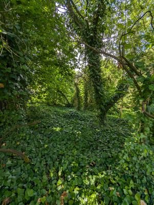 Wald mit Efeu