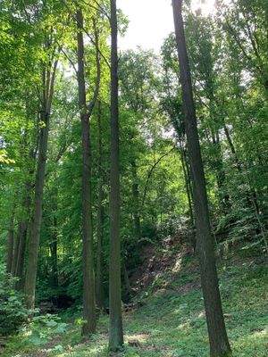 Waldgrundstück, FS. 356 