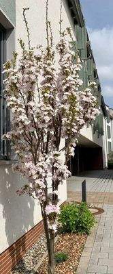 Aussenanlage - Zufahrt