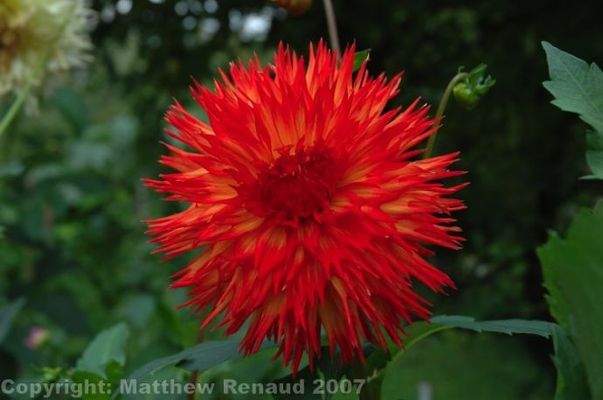 Bild 35
