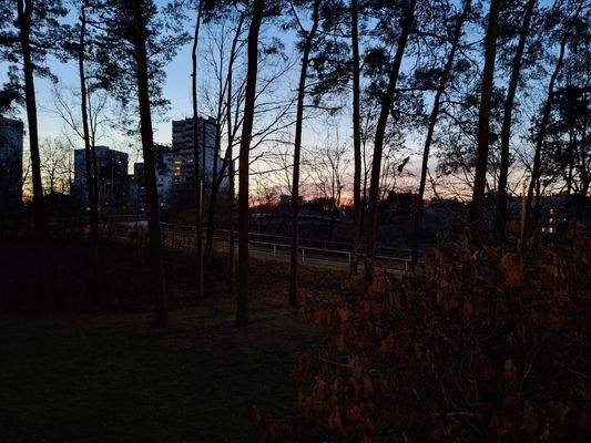 Sonnenuntergang hinter Bäumen