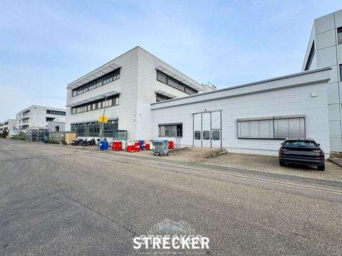 Königsbach-Stein Halle, Königsbach-Stein Hallenfläche