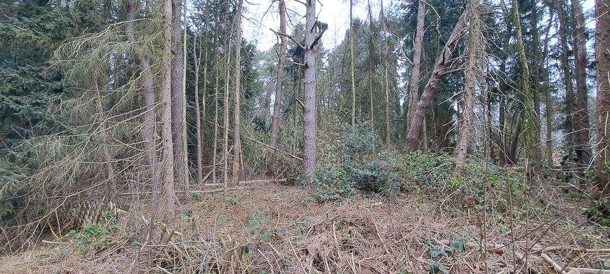 Grundstück mit Baumbestand 