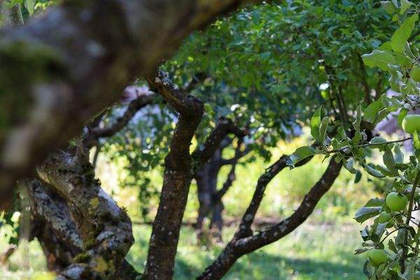 Verwunschener alter Obstbaumbestand auf zusätzlichem Grundstück