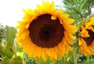 Sonnenblume.JPG