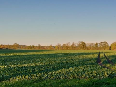 Boizenburg/Elbe Bauernhöfe, Landwirtschaft, Boizenburg/Elbe Forstwirtschaft