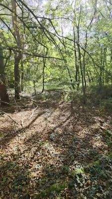 Grundstück - Waldfläche
