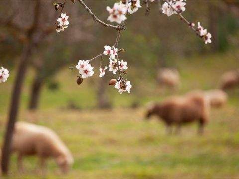 Bunyola Grundstücke, Bunyola Grundstück kaufen