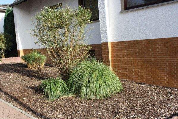 pflegeleichter Vorgarten