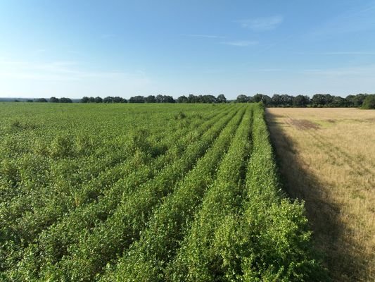 Luftaufnahme - Blick  über Strauchkulturen und Acker