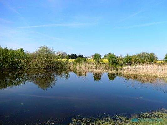 Naturteich auf dem Wiesenstück