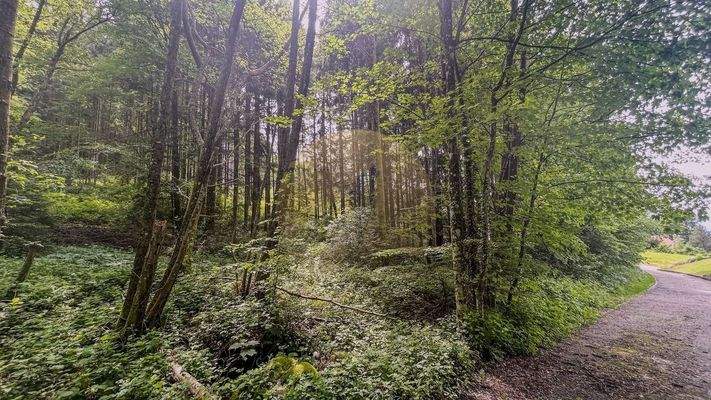 grundstueck-schwarzwald-sasbachwalden-wolf-immobil