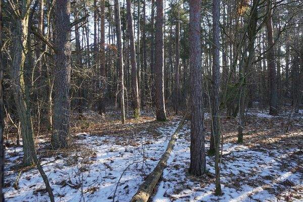 Grundstück vorne (5).jpg