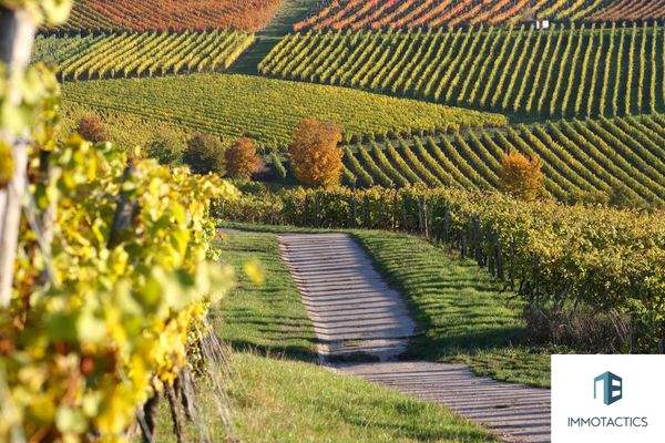 Siefersheimer Weinberge