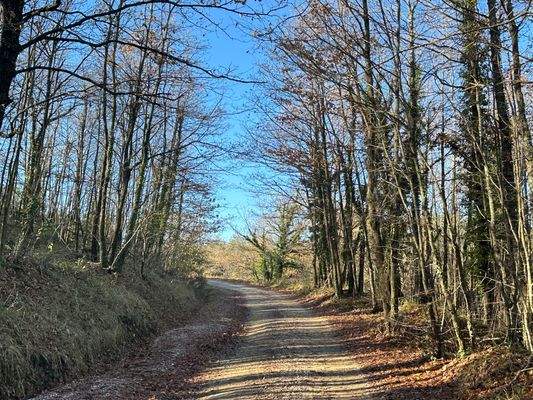 Toskana Waldgrundstück 5010 m2
