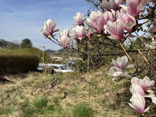 Blick auf den Vorgarten