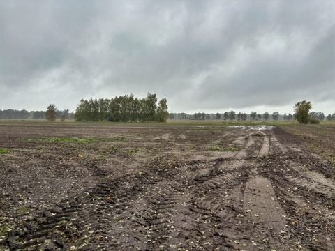 Eldena Bauernhöfe, Landwirtschaft, Eldena Forstwirtschaft