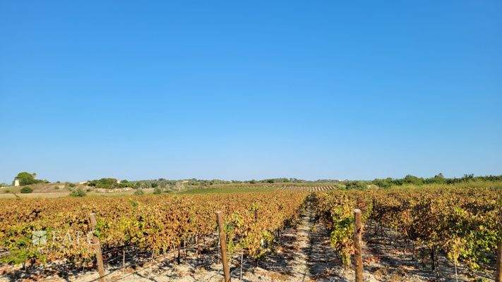 Baugrundstueck Porreres mit Weinberg 