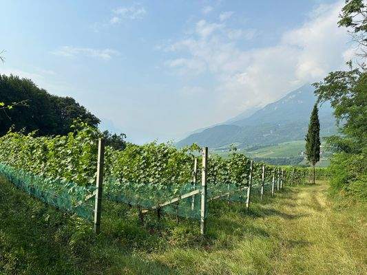 Biodynamische Wiese Kaltern Südtirol kaufen – Biolandwirtschaft Kaltern – biologisches Grünland Südtirol – naturnahe Wiese Kaltern – ökologisches Grundstück Kaltern – landwirtschaftliches Grundstück Südtirol – Agrarland Kaltern – Weidefläche Südtirol – ex