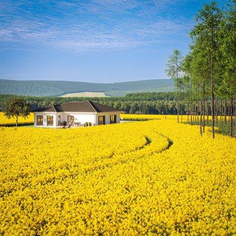 Schipkau Häuser, Schipkau Haus kaufen