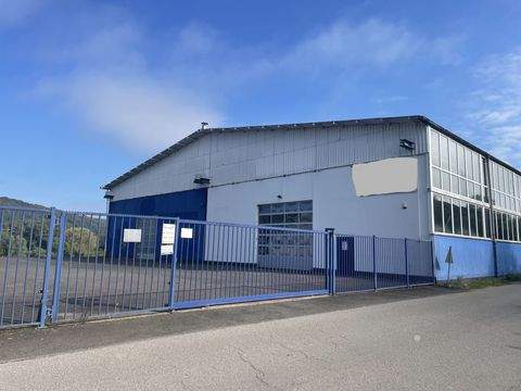 Trier Halle, Trier Hallenfläche