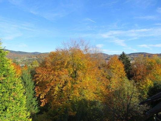 Blick über den Wald
