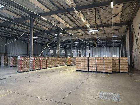 Hameln Halle, Hameln Hallenfläche