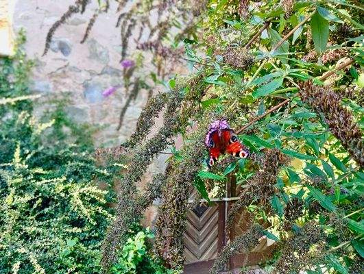 Schmetterlingsflieder mit Pfauenauge vor Schlossma
