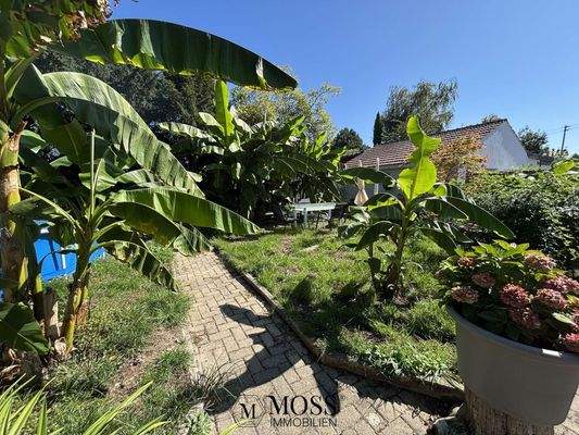 Blick in den wilden Garten