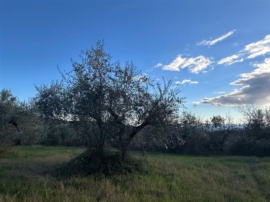Grundstück Olivenhain