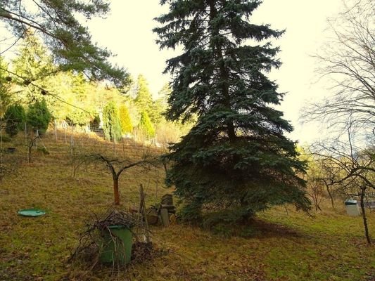 Grundstück - Blick nach oben.JPG